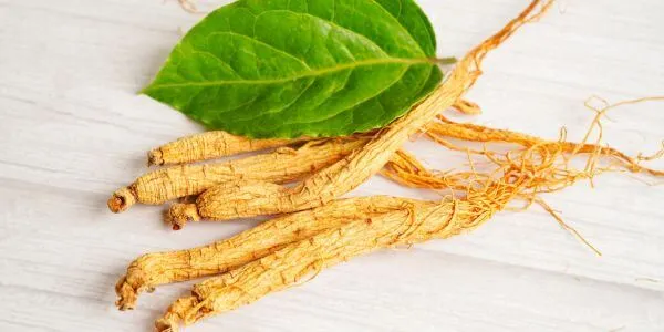 Testosteron verhogen kruiden panax ginseng