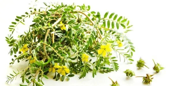 Testosteron verhogen kruiden tribulus terrestris