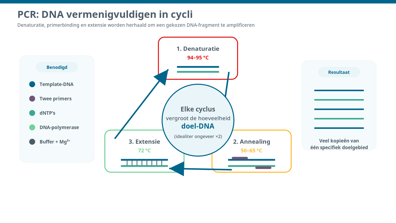 PCR-cyclus